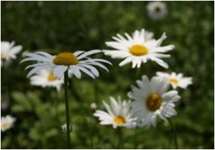 마가렛(국화과)